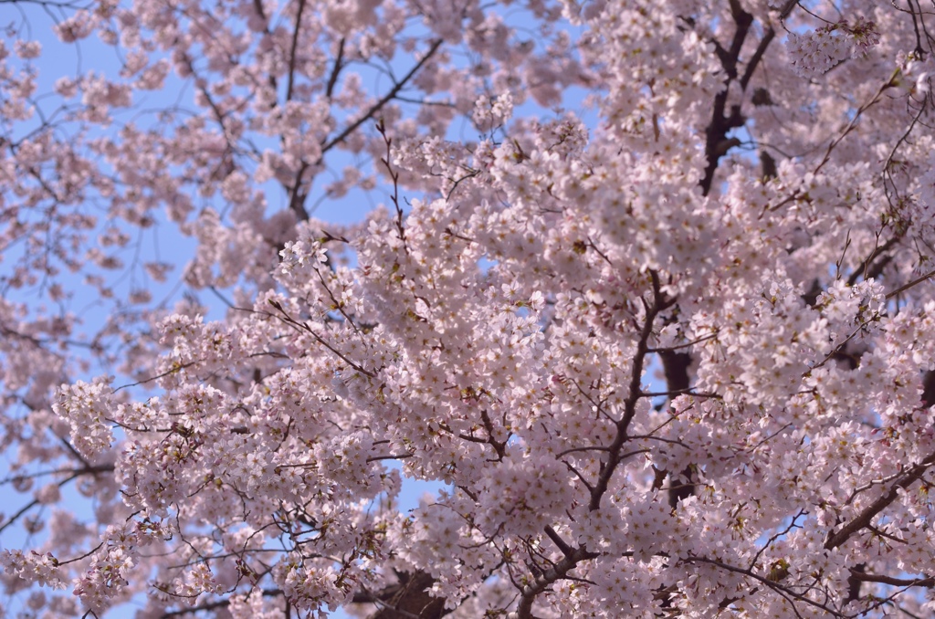 野川の桜