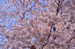野川の桜