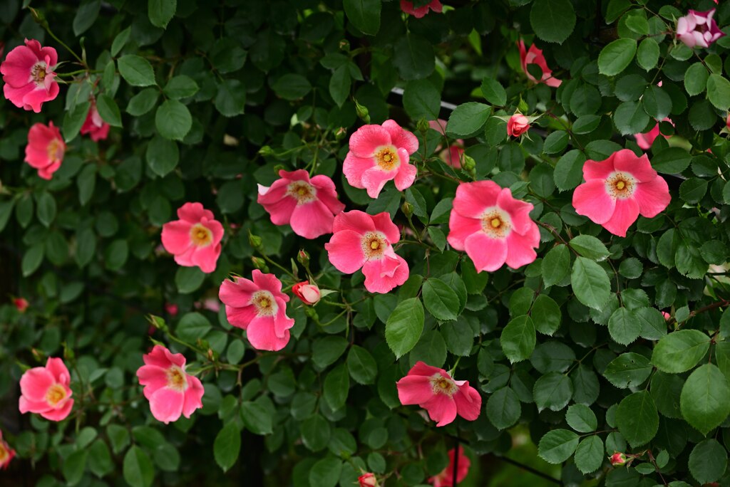 神代植物公園　バラ園