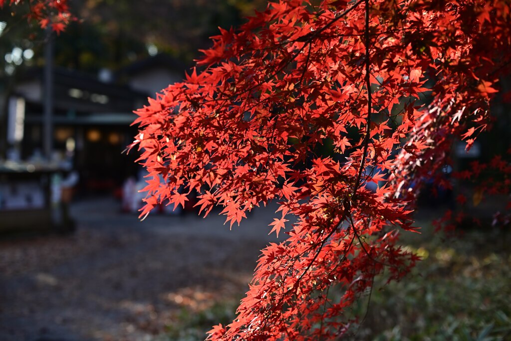 紅葉