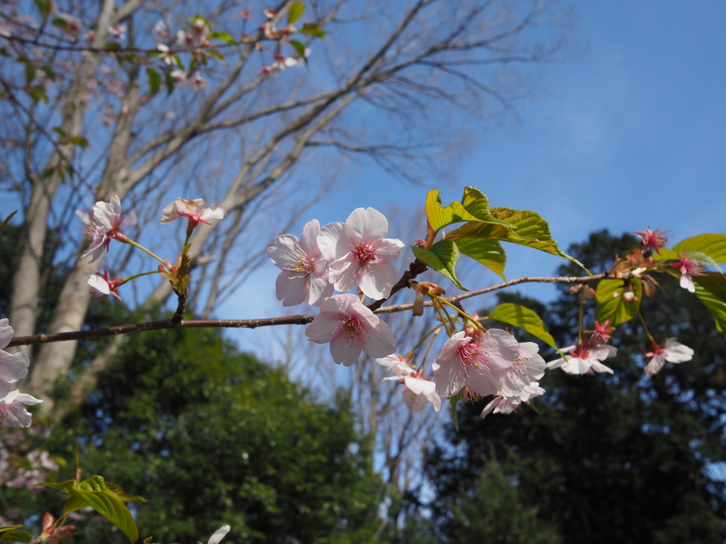 河津桜