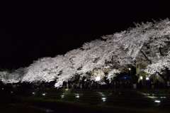 野川　桜のライトアップ