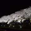 野川　桜のライトアップ