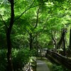 しっとり、緑のトンネル