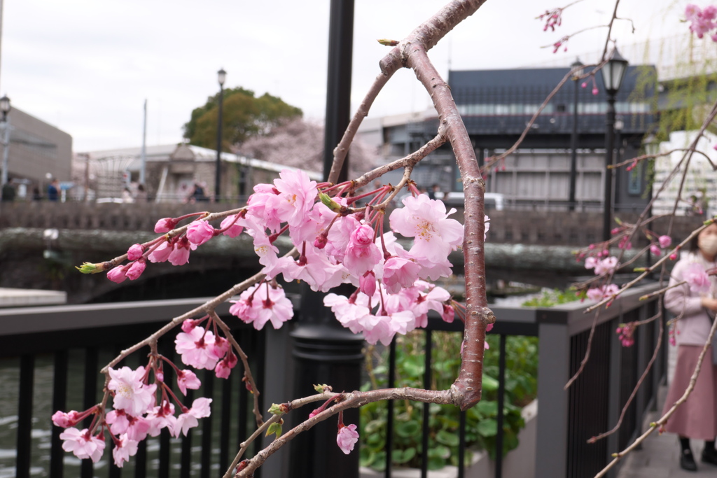 色気のある、、、桜色