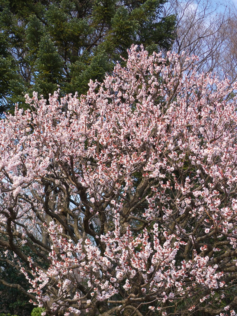 神代植物公園　梅　３