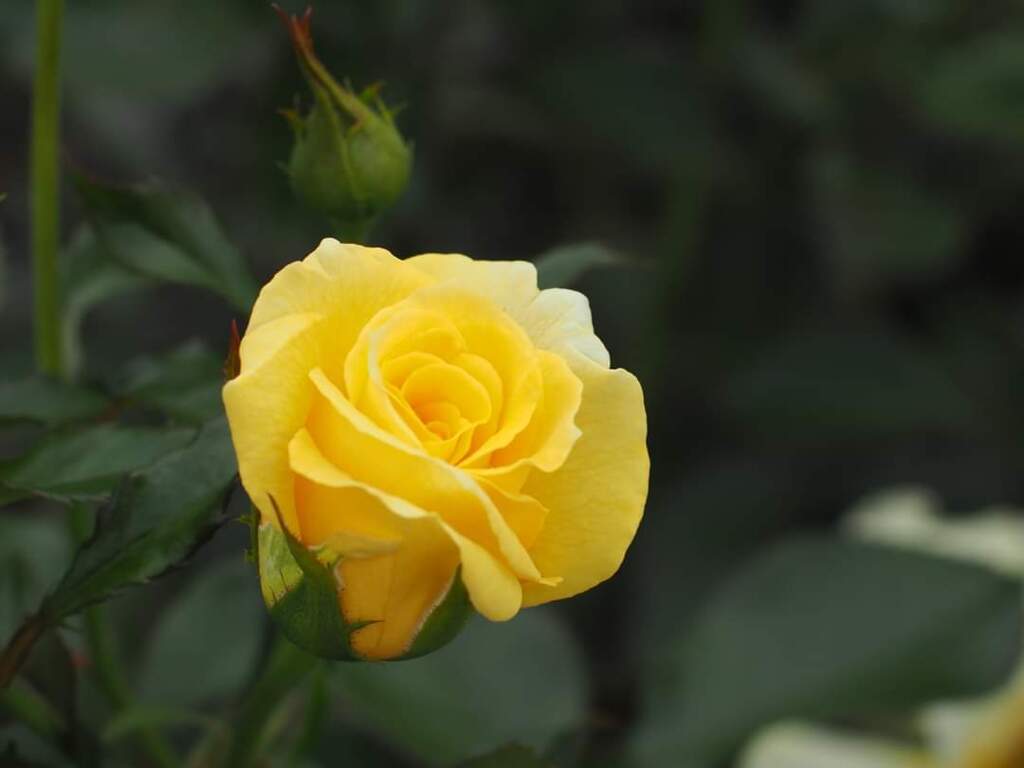 薔薇
