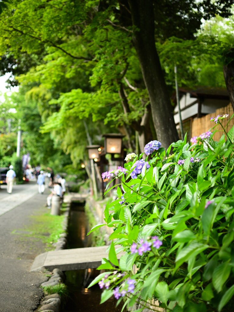 水路の際に咲く紫陽花