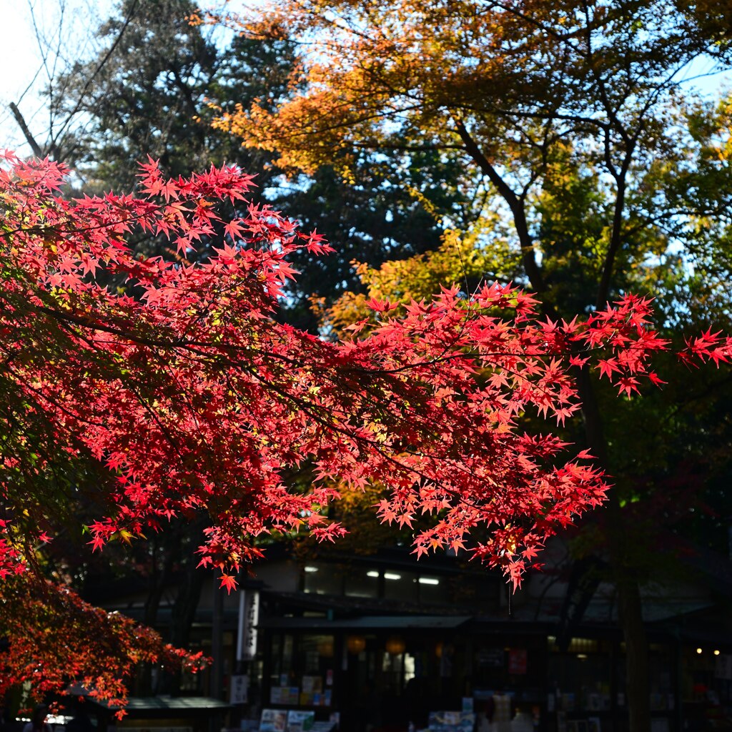 深大寺の紅葉