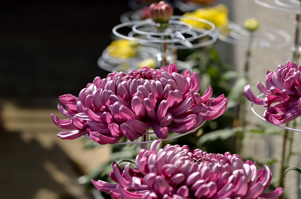 何とか咲きました