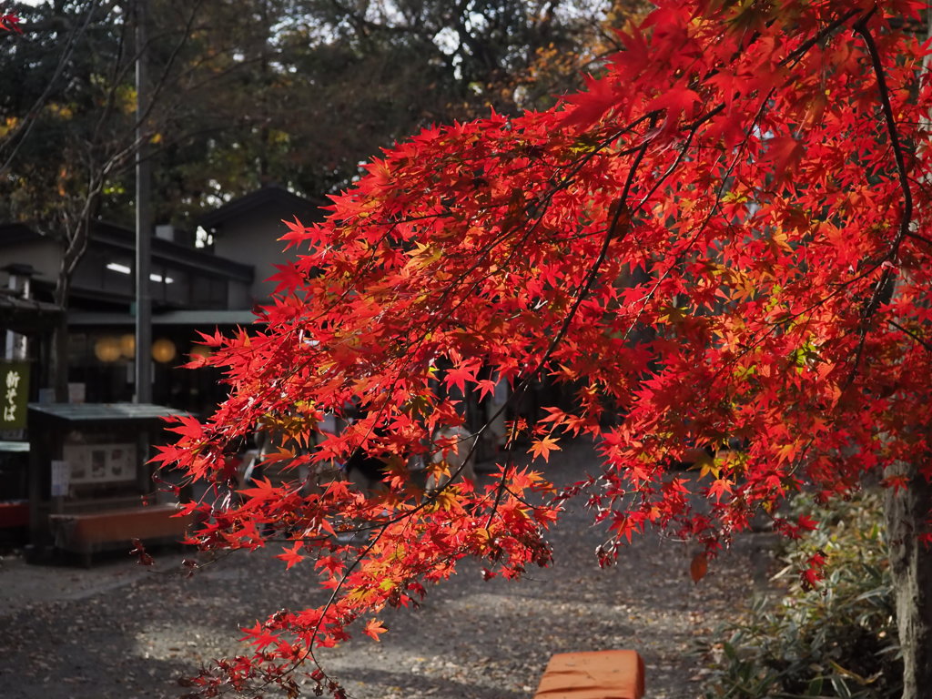 紅葉