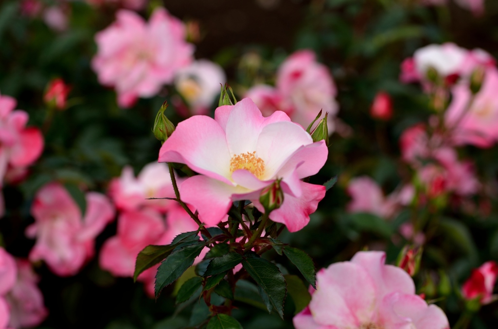 神代植物公園　バラフェスタ