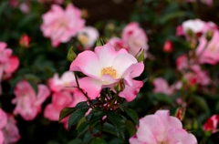神代植物公園　バラフェスタ