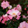 神代植物公園　バラフェスタ