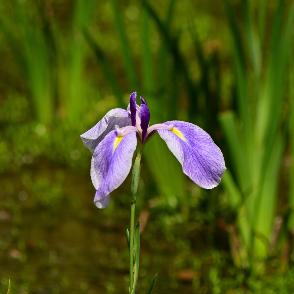 神代植物公園　水生植物園にて　2