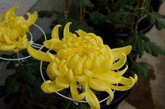 黄色の大菊