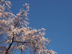 月、そして桜