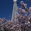 スカイツリーと桜