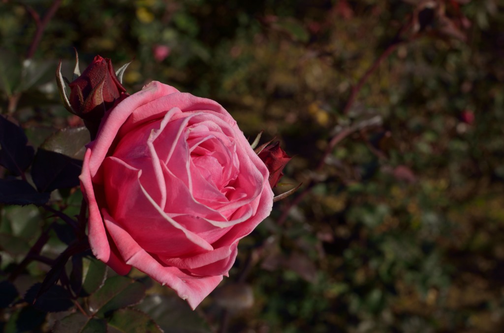 真冬に咲く薔薇