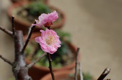 梅の花が二つだけ・・・