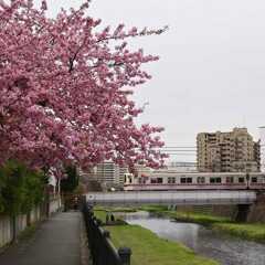 京王線と桜