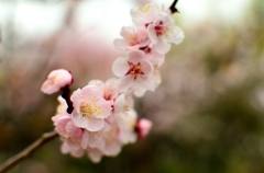 神代植物公園　梅