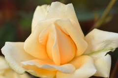 バラもぱらぱらと・・・