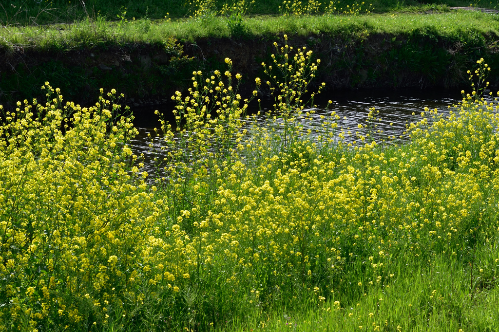 野川の菜の花１