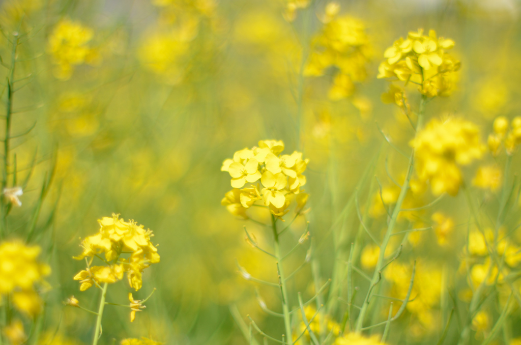野川の菜の花２