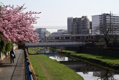 河津桜と京王線