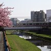 河津桜と京王線