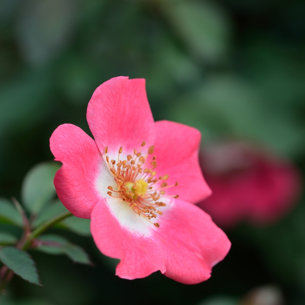 一重のバラも・・・