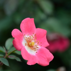 一重のバラも・・・