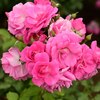 bouquet　３