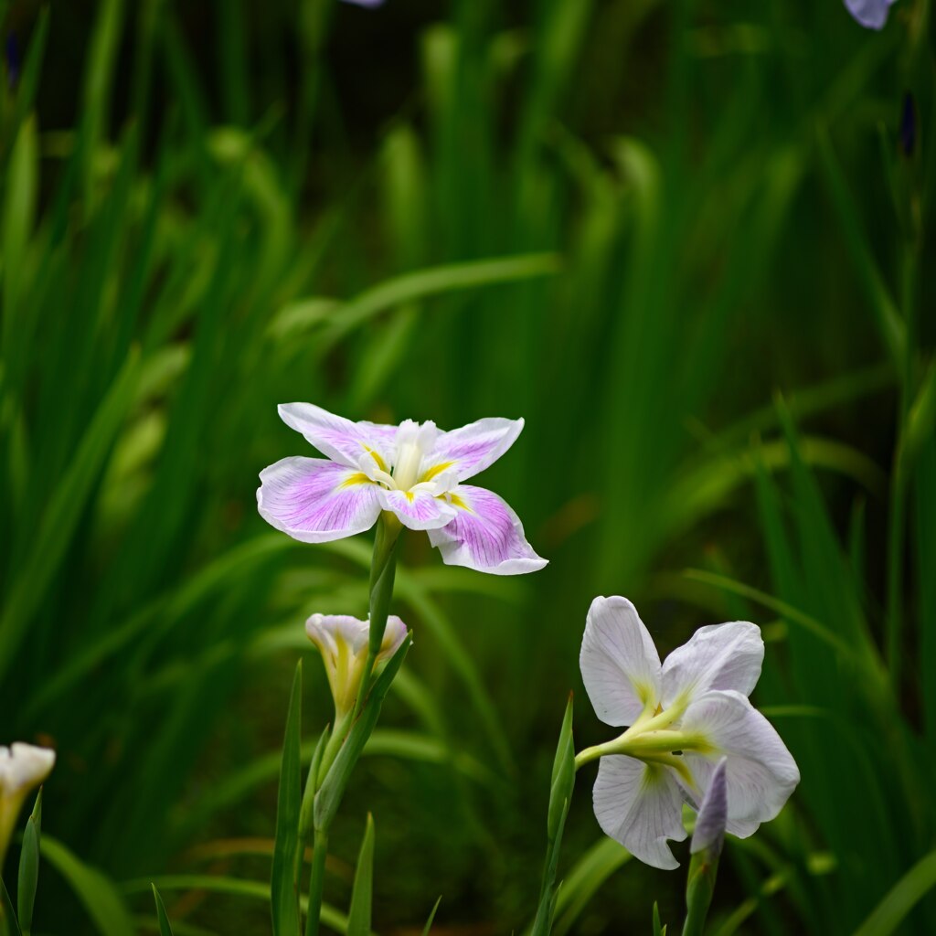 神代植物公園　水生植物園にて　１
