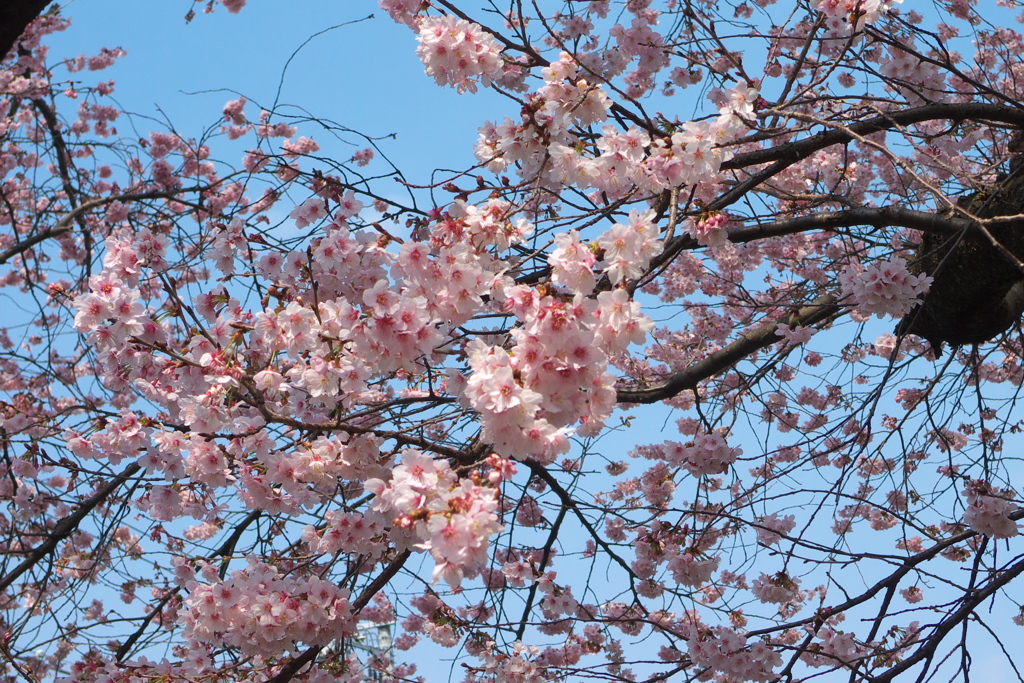 ハリウッドの大寒桜