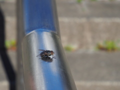 手をすらない、足もすらない