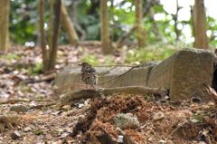 トラツグミ