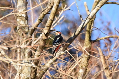 アカゲラ
