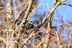 アカゲラ