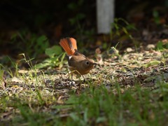 じょびこ