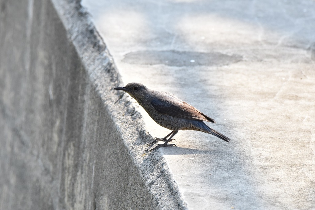 イソヒヨ♀
