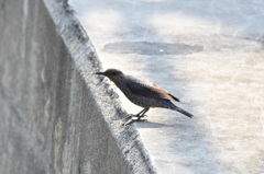 イソヒヨ♀