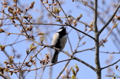 シジュウカラ