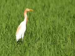 アマサギ