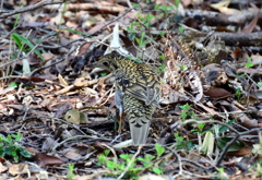 トラツグミ