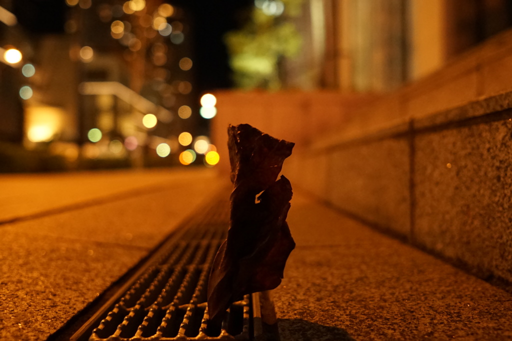 立つ落ち葉