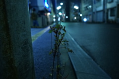 雑草