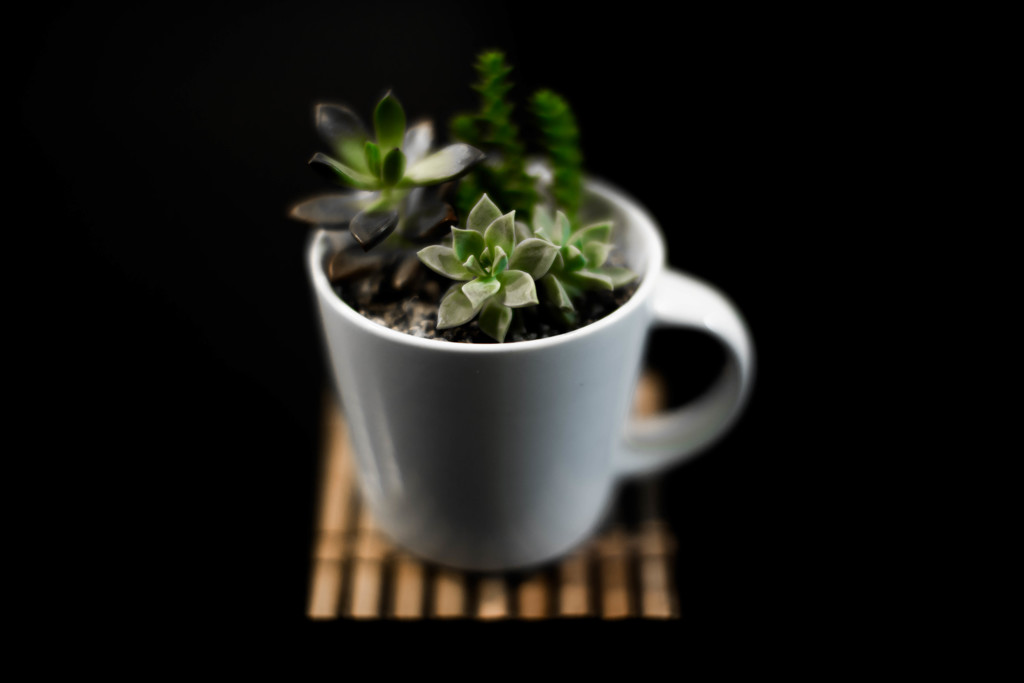 陰陽