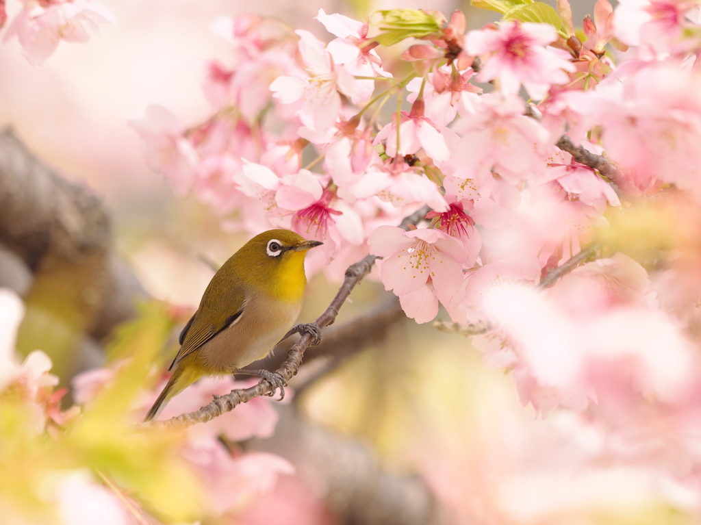 桜の中のメジロ